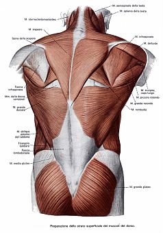 muscoli dorsali