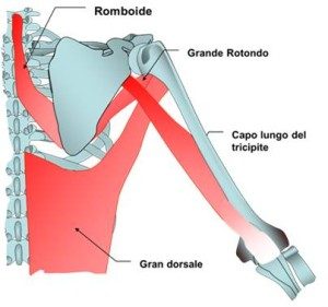 L'anatomia del dorsale