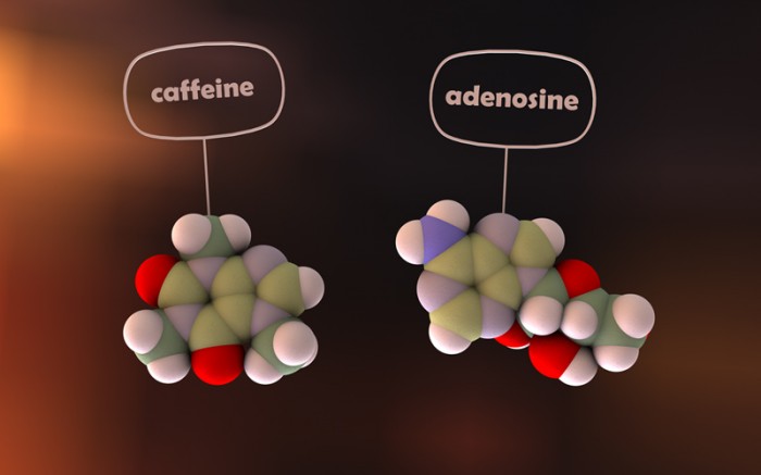 caffeina adenosina