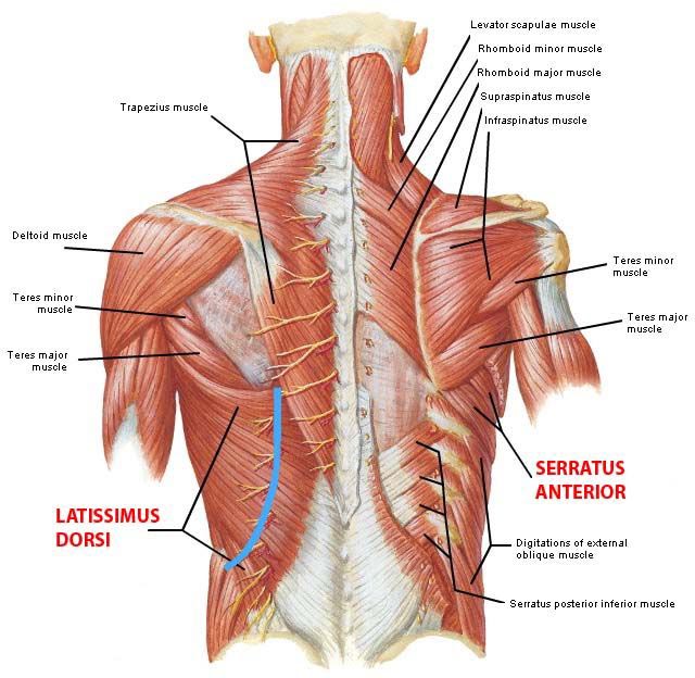 muscoli schiena 