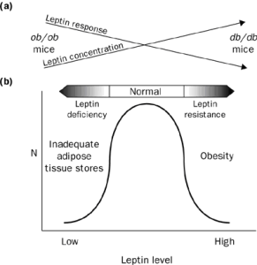 metabolismo-leptino-resistenza-291x300