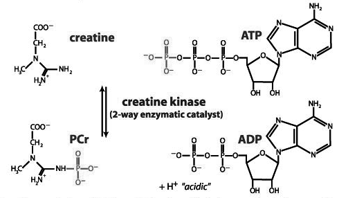 struttura-effetti-creatina-monoidrato
