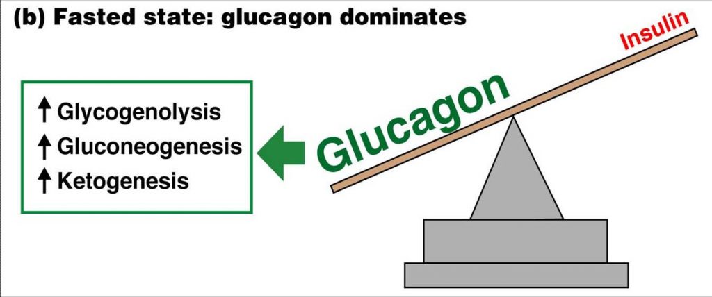 Glucagone