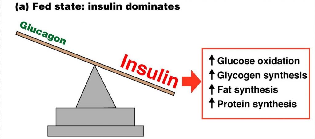 Ruolo dell'insulina